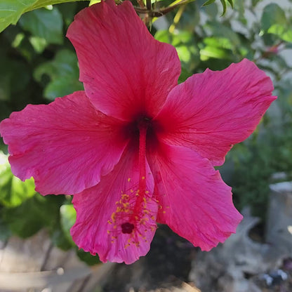 Aloha Hibiscus Sticker